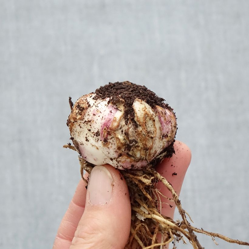 Giglio asiatico Deuce Butterfly Sparkle Bulbo taglia 16/18 esemplare consegnato in primavera