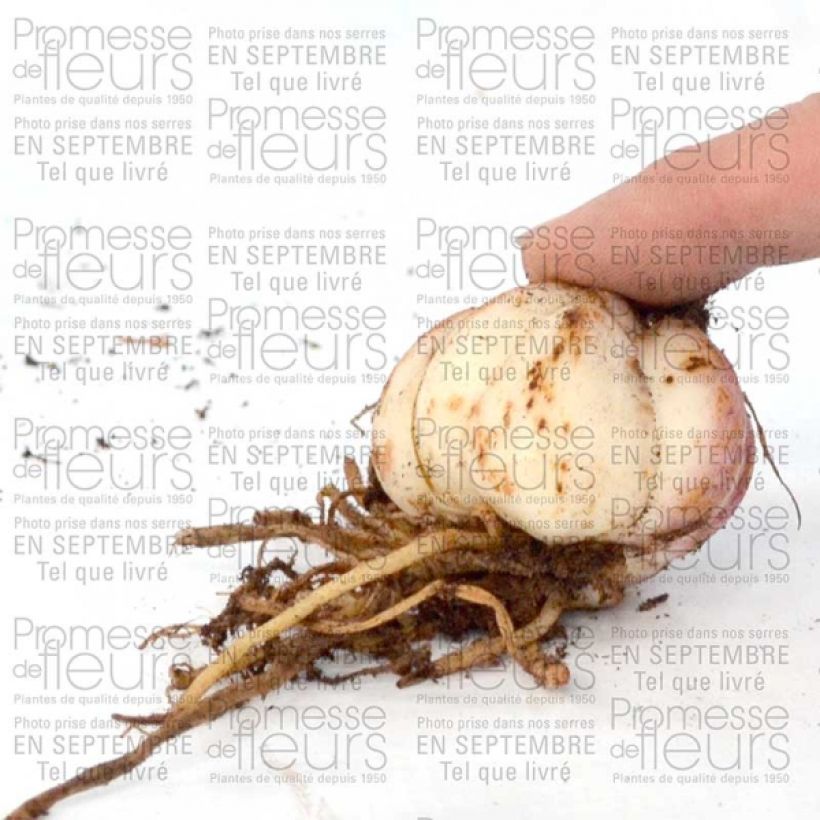 Esempio di esemplare Giglio asiatico Spring Pink Bulbo taglia 16+ come consegnato