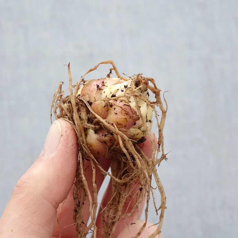 Giglio irbido Lankon Bulbo taglia 15+ esemplare consegnato in primavera