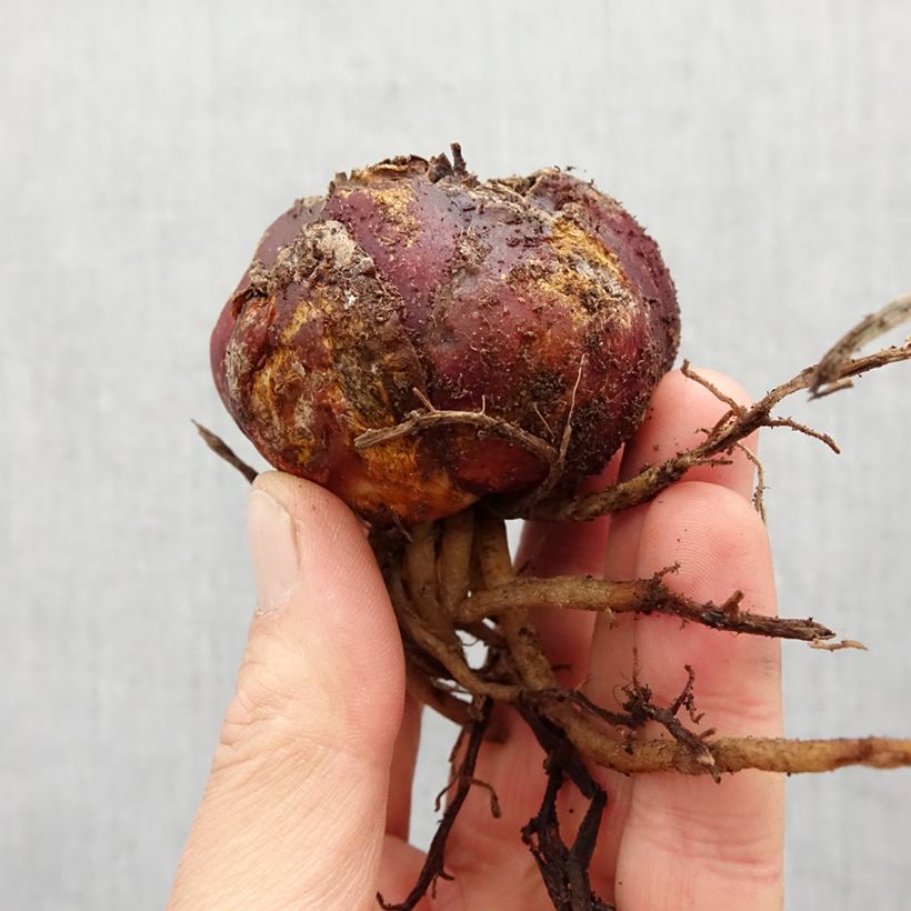 Lilium orientale Leslie Woodriff - Giglio orientale ibrido Bulbo taglia 16 esemplare consegnato in primavera