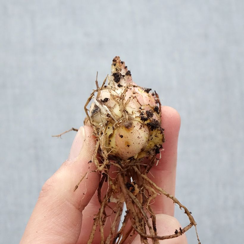 Giglio asiatico Médusa Bulbo taglia 16 esemplare consegnato in primavera