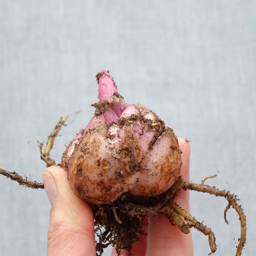 Giglio orientale ibrido Corcovado Bulbo taglia 18/20 esemplare consegnato in primavera