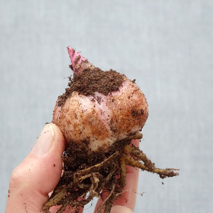 Giglio orientale ibrido El Capitan Bulbo taglia 18/20 esemplare consegnato in primavera