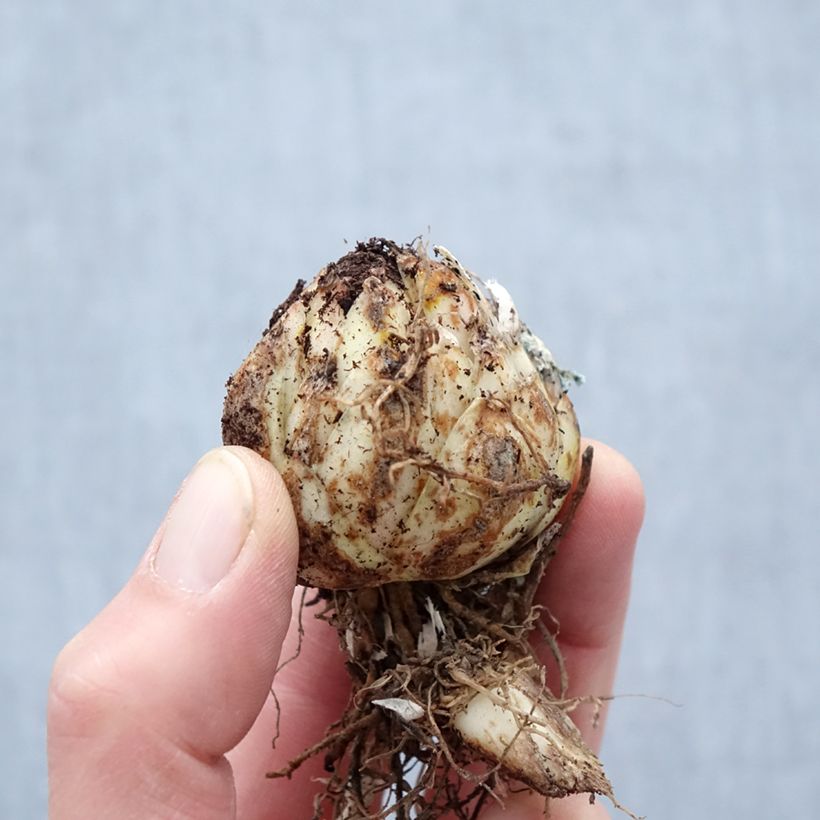 Giglio orientale ibrido Black Beauty Bulbo taglia 14/16 esemplare consegnato in primavera