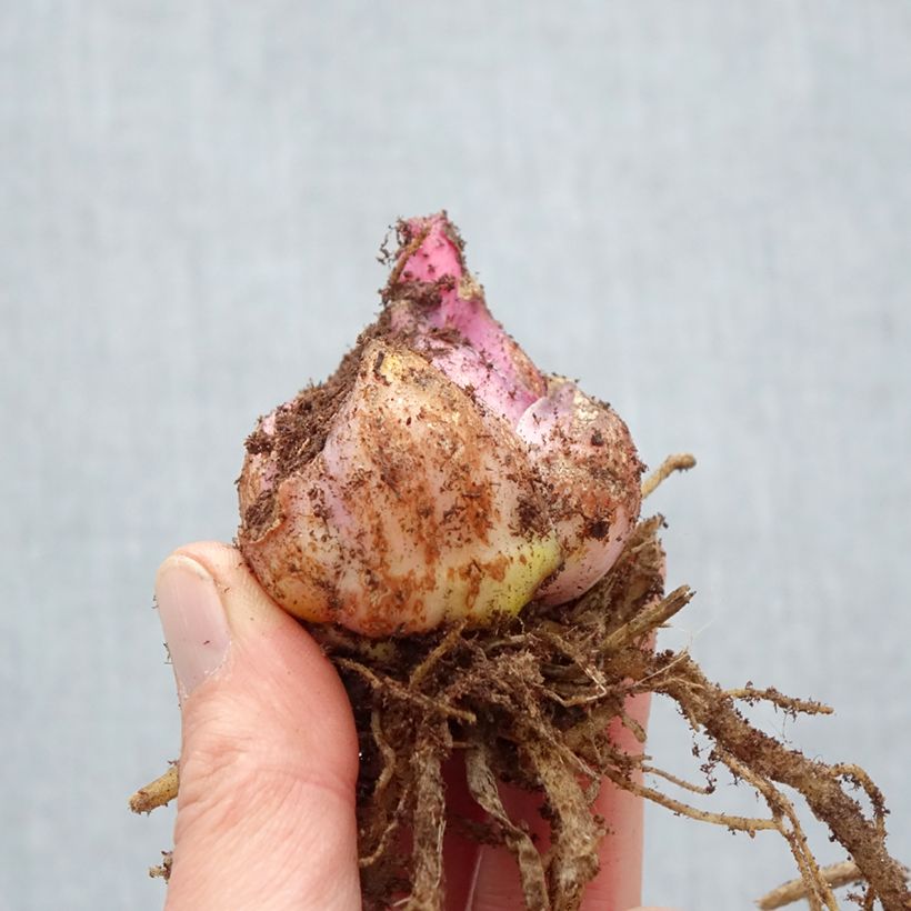 Giglio orientale ibrido Nymph Bulbo taglia 18/20 esemplare consegnato in primavera