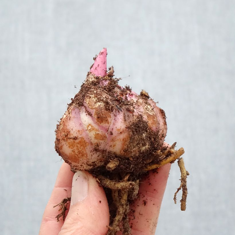 Giglio orientale Red Desire Bulbo taglia 18/20 esemplare consegnato in primavera