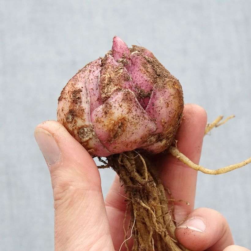 Giglio a tromba ibrido Petacas Bulbo taglia 18/20 esemplare consegnato in primavera