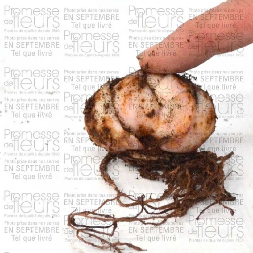 Esempio di esemplare Giglio orientale ibrido Pink Flavour Bulbo taglia 20+ come consegnato