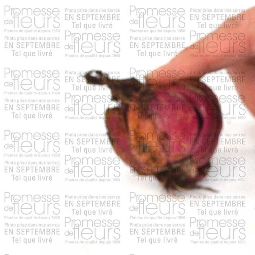 Esempio di esemplare Lilium speciosum var. album Var. Album - Giglio giapponese Bulbo taglia 16+ come consegnato