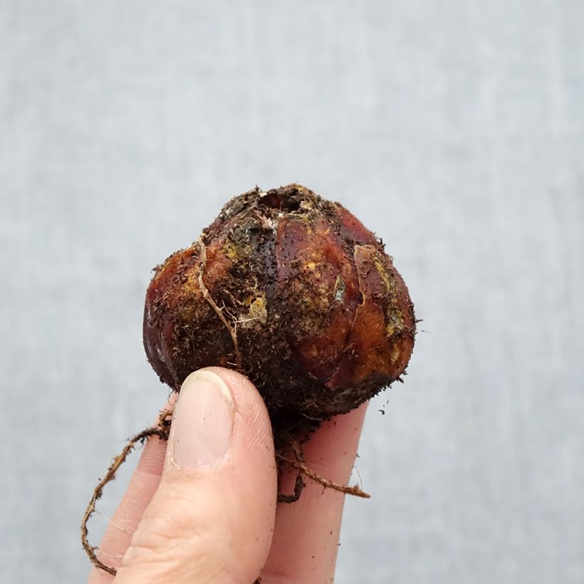 Giglio a tromba ibrido Trocadero Bulbo taglia 16/18 esemplare consegnato in primavera