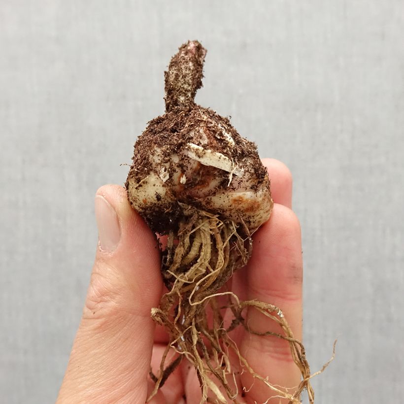 Example of Giglio martagone Claude Shride Bulbo taglia 14/16 as you get in printemps