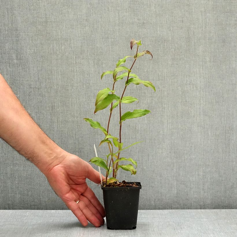 Esemplare di Tricyrtis hirta Raspberry Mousse Vasetto da 8/9 cm consegnato in estate