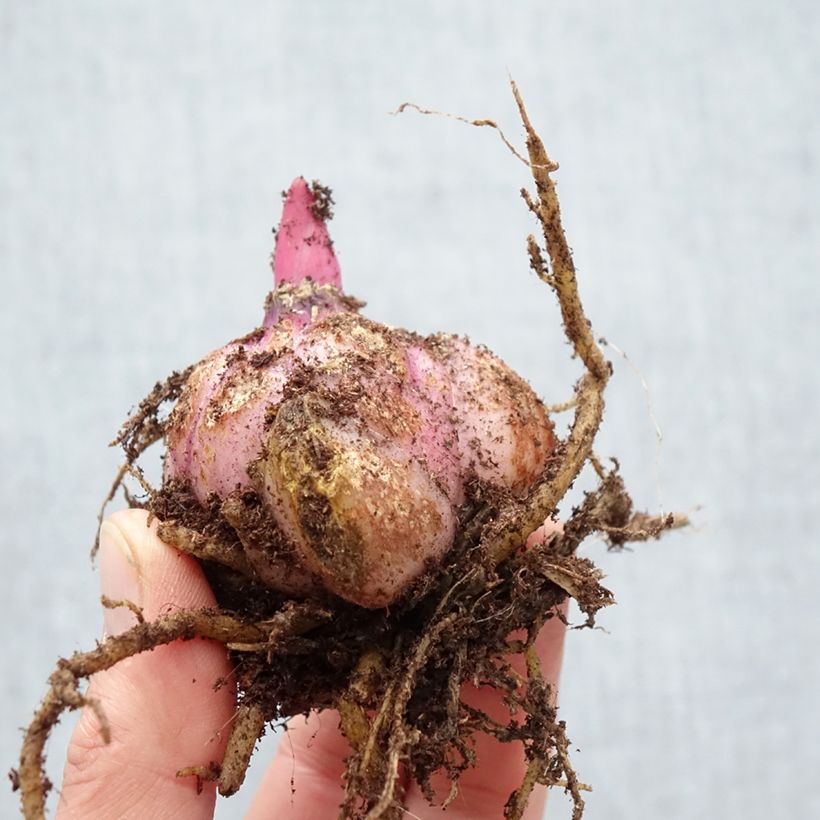 Giglio orientale ibrido Big Smile Bulbo taglia 18/20 esemplare consegnato in primavera