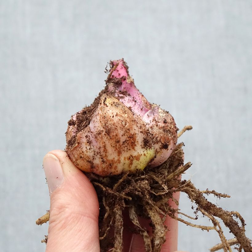 Giglio orientale Captain Tricolor Bulbo taglia 18/20 esemplare consegnato in primavera