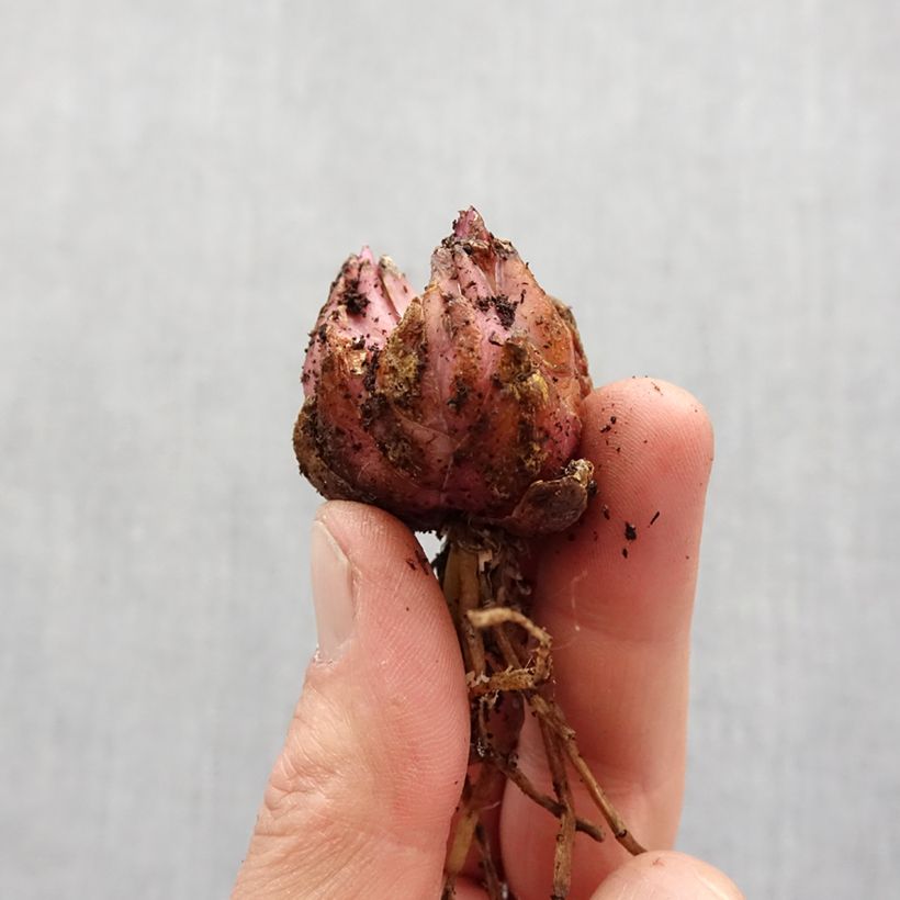 Giglio orientale ibrido Magic Star Bulbo taglia 14/16 esemplare consegnato in primavera