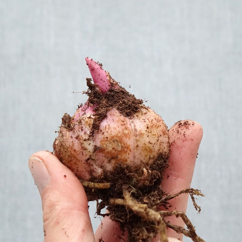 Giglio orientale ibrido Firebolt Bulbo taglia 18/20 esemplare consegnato in primavera