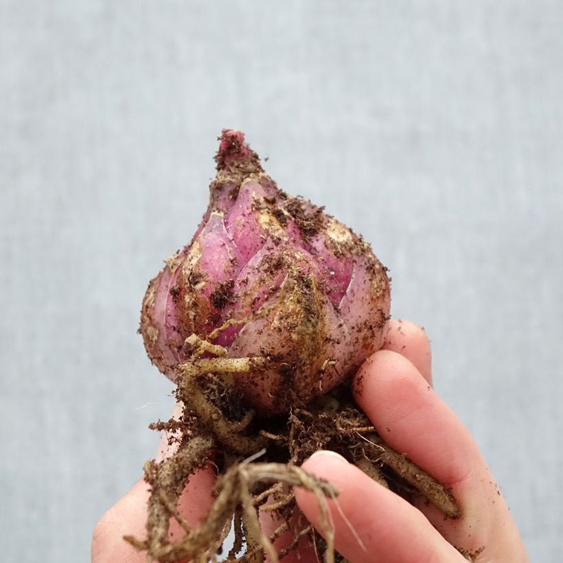 Giglio orientale ibrido Lodi Bulbo taglia 18/20 esemplare consegnato in primavera