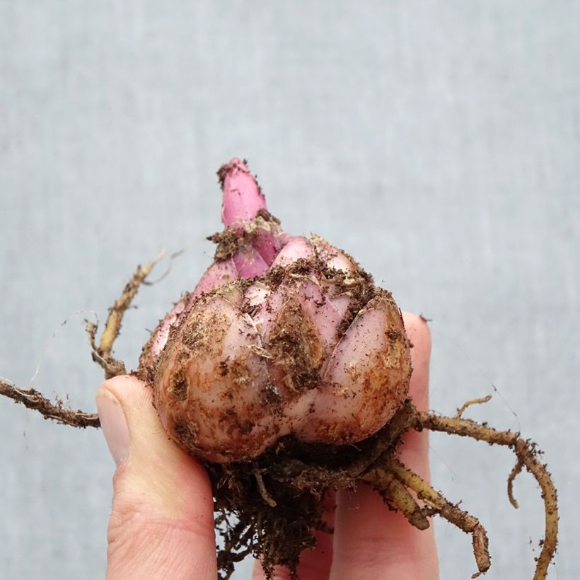 Giglio orientale ibrido Premium Blond Bulbo taglia 18/20 esemplare consegnato in primavera