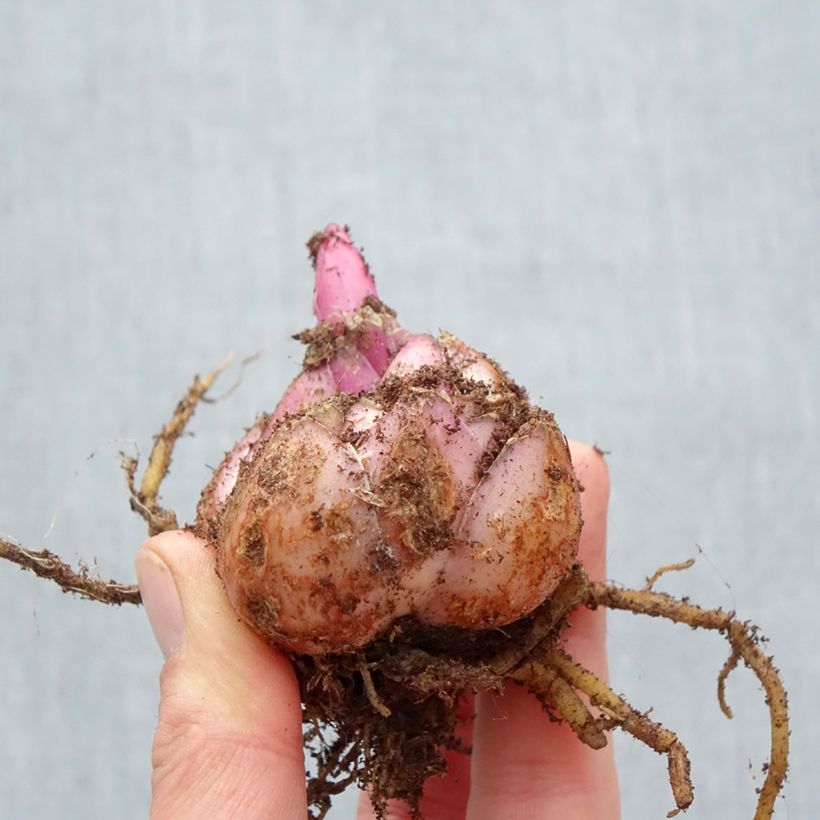 Giglio orientale Roselily Aisha Bulbo taglia 17/19 esemplare consegnato in primavera