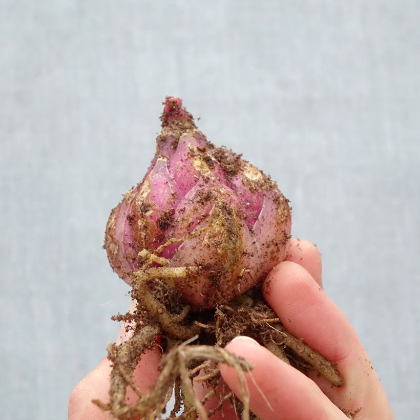 Giglio orientale ibrido Roselily Viola Bulbo taglia 17/19 esemplare consegnato in primavera