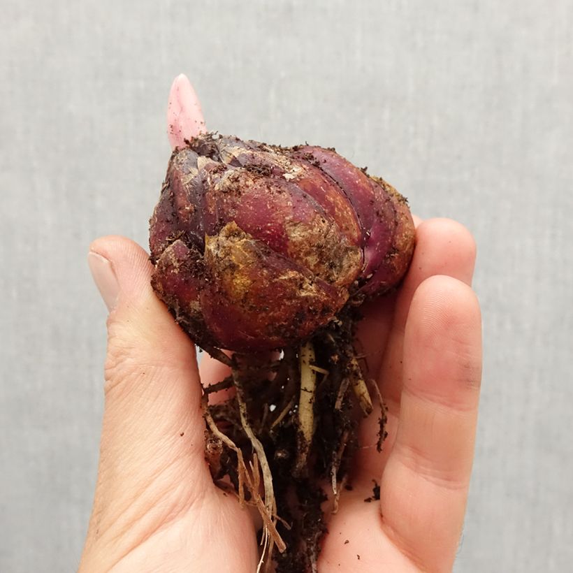 Giglio orientale ibrido Mix Bulbo taglia 18/20 esemplare consegnato in primavera