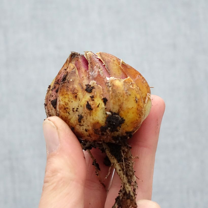 Lilium regale Album - Giglio regale Bulbo taglia 16/18 esemplare consegnato in primavera