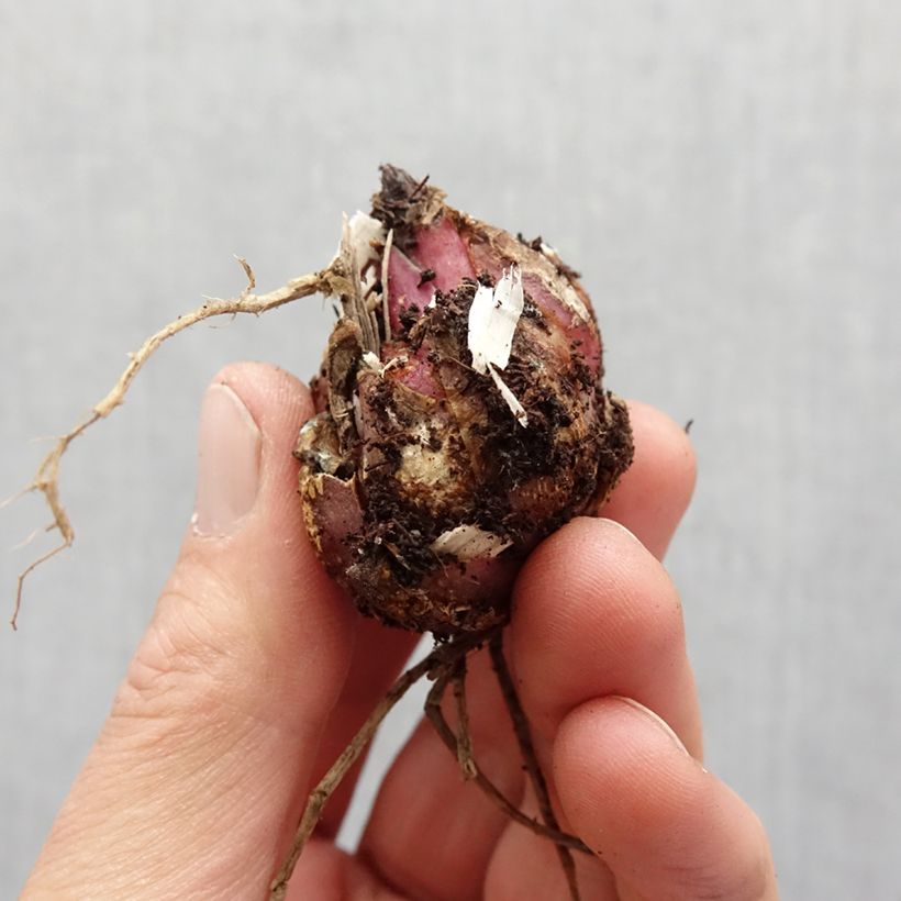 Lilium oriental Tiger Edition - Giglio orientale ibrido Bulbo taglia 16+ esemplare consegnato in primavera