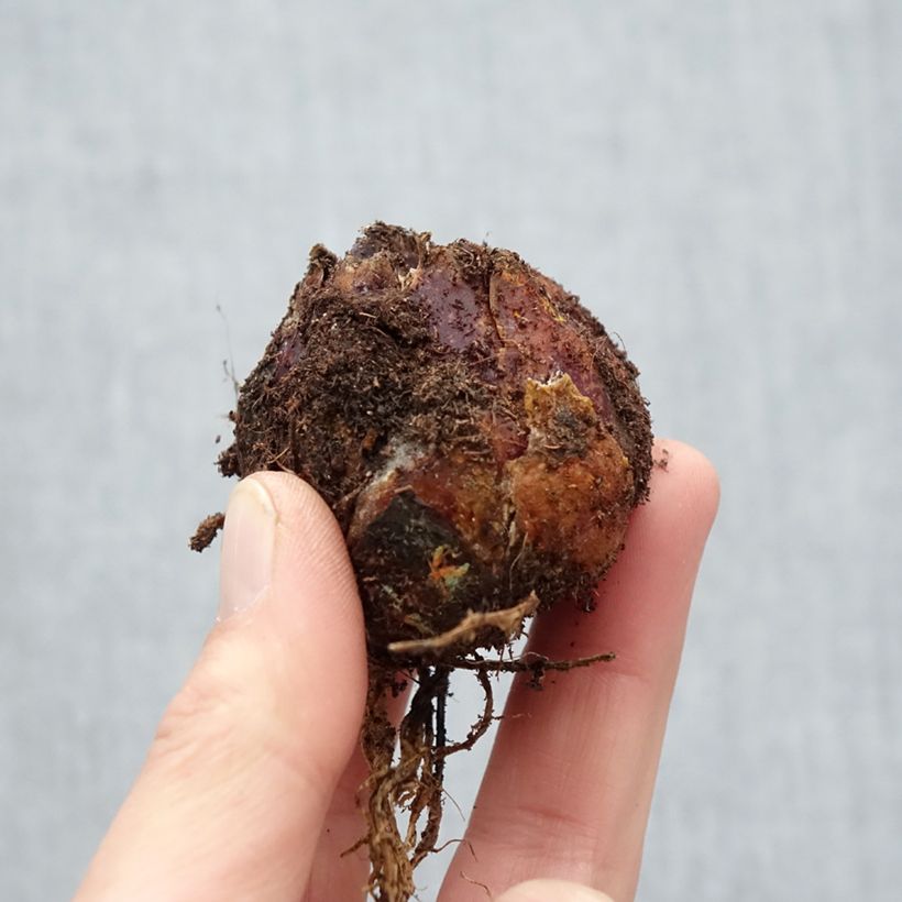 Example of Giglio a tromba ibrido Extravaganza Bulbo taglia 16/18 as you get in printemps