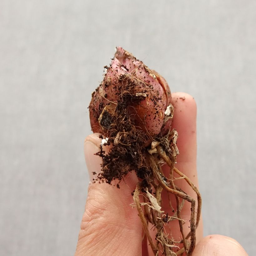 Giglio orientale ibrido Muscadet Bulbo taglia 14/16 esemplare consegnato in primavera