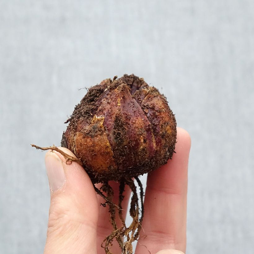 Giglio a tromba Pink Perfection Bulbo taglia 16/18 esemplare consegnato in primavera