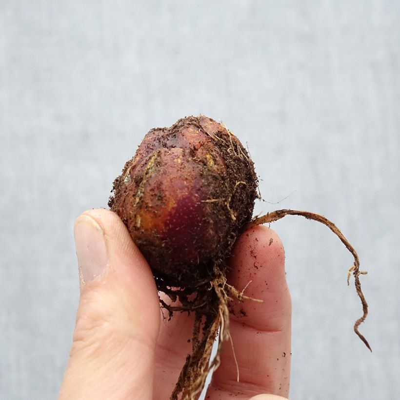 Giglio a tromba ibrido Scheherazade Bulbo taglia 16/18 esemplare consegnato in primavera