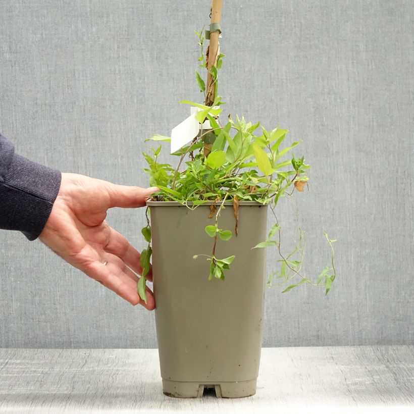 Calystegia hederacea Flore Pleno Vaso da 2L/3L esemplare consegnato in primavera