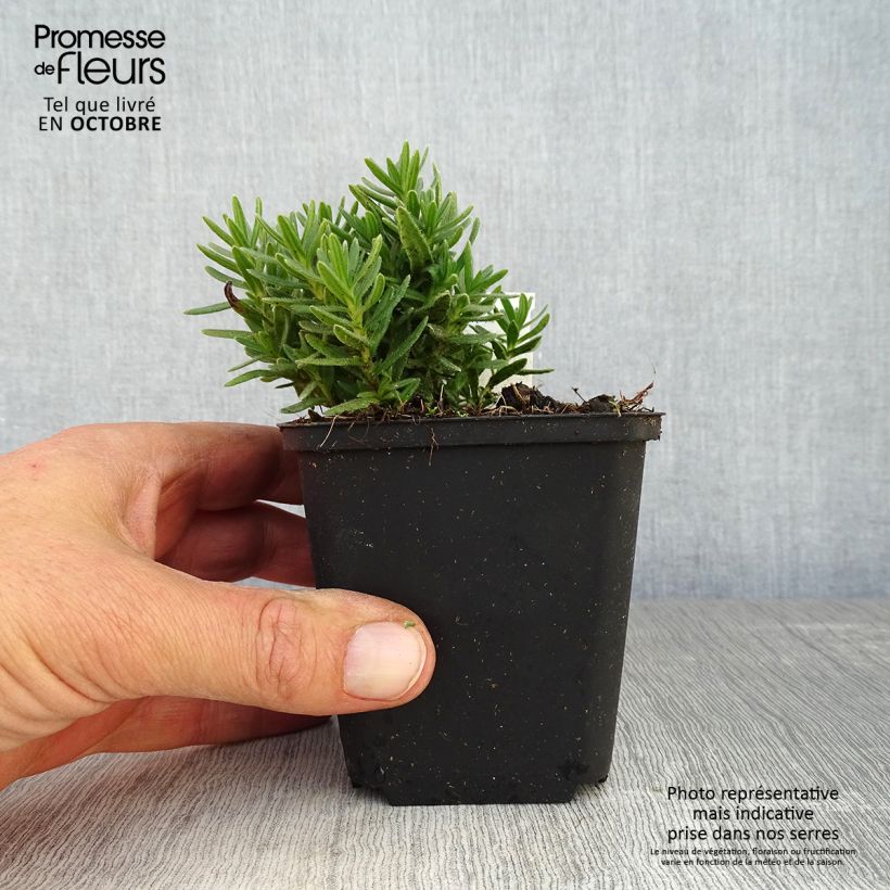 Esemplare di Lithodora diffusa Alba Vasetto da 8/9 cm come consegnato in autunno