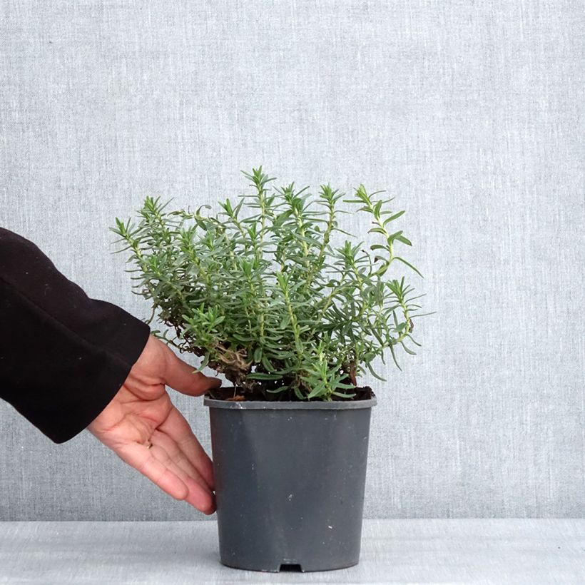 Lithodora diffusa Heavenly Blue - Grémil diffus Pot de 2L/3L esemplare consegnato in inverno
