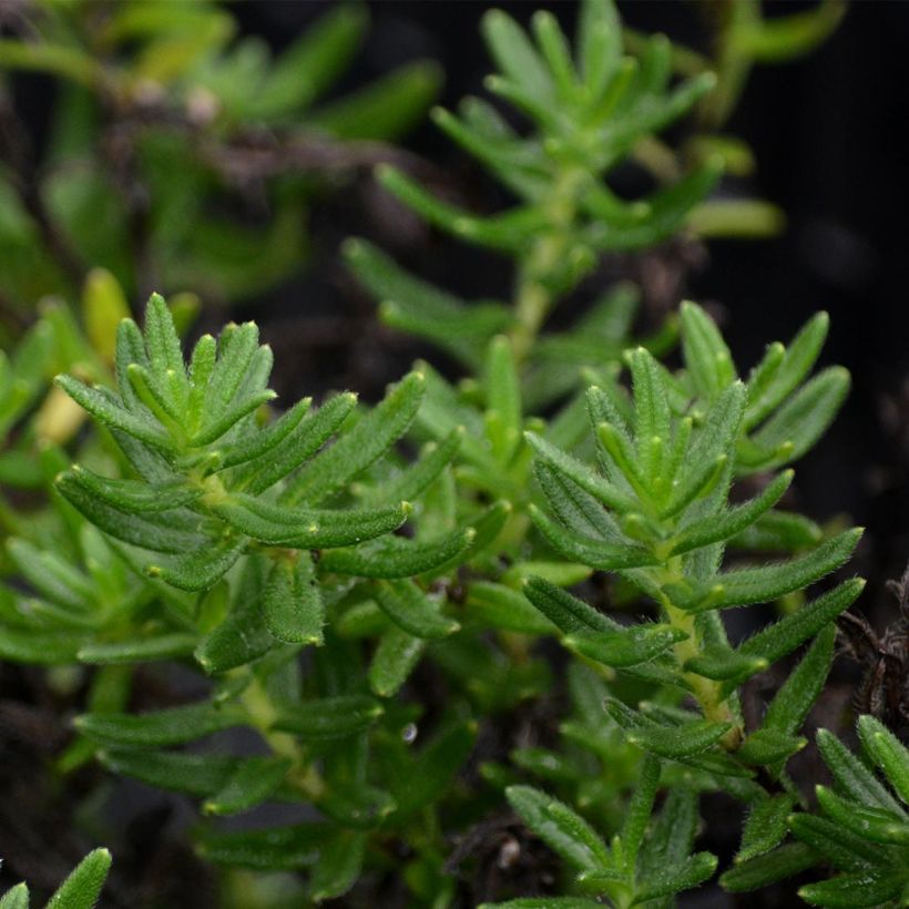 Lithodora diffusa Heavenly Blue (Fogliame)