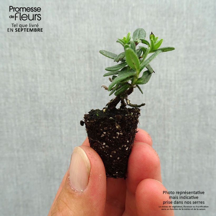 Esemplare di Lithodora diffusa Heavenly Blue mini zolla... come consegnato in autunno