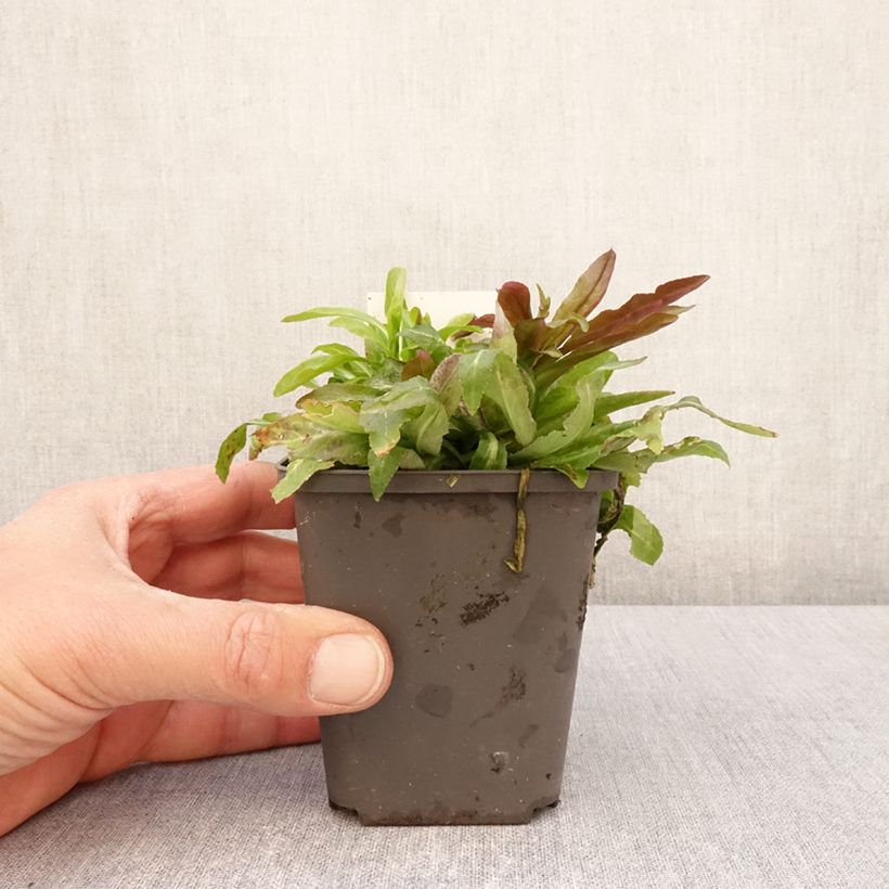 Example of Lobelia cardinalis - Lobelia acquatica Vasetto da 8/9 cm as you get in printemps