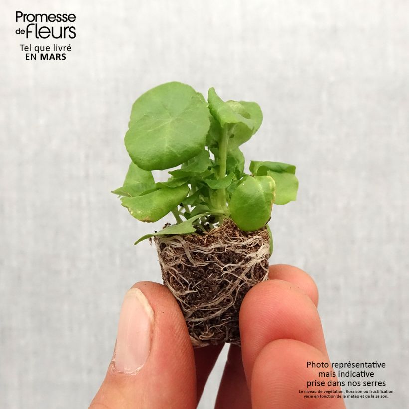 Lobelia Regatta Deep Blue Mini zolla Ø 1,5/2,5 cm esemplare consegnato in primavera