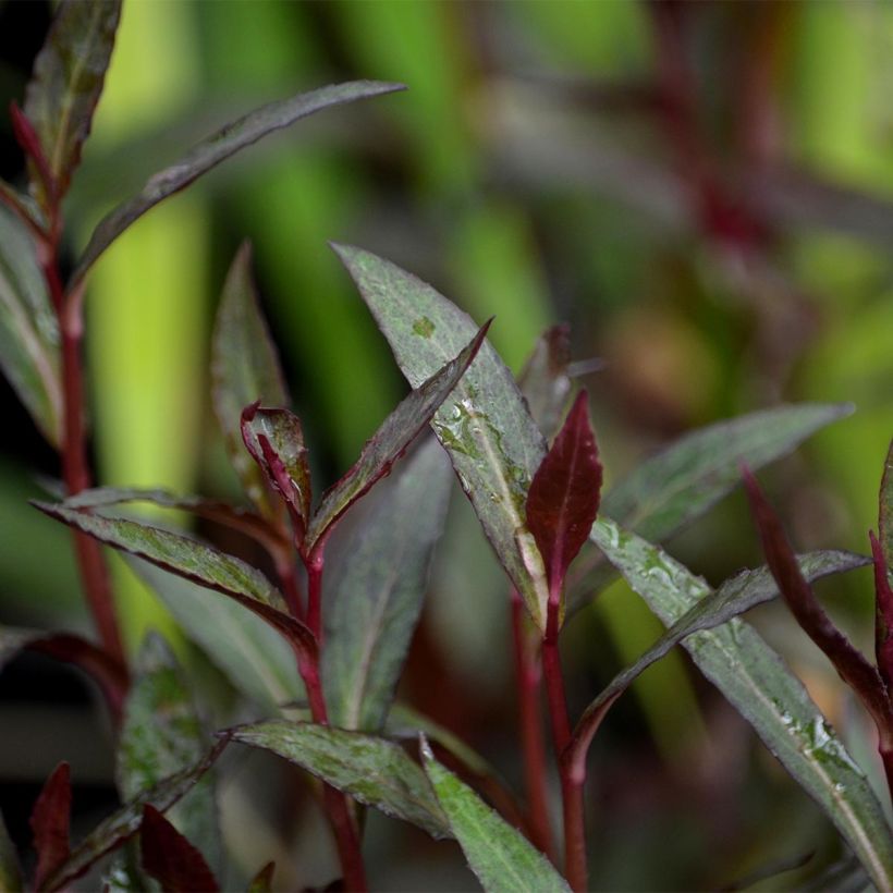 Lobelia Queen Victoria (Foliage)
