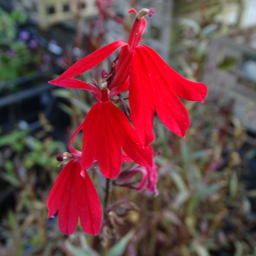 Lobelia Queen Victoria (Flowering)