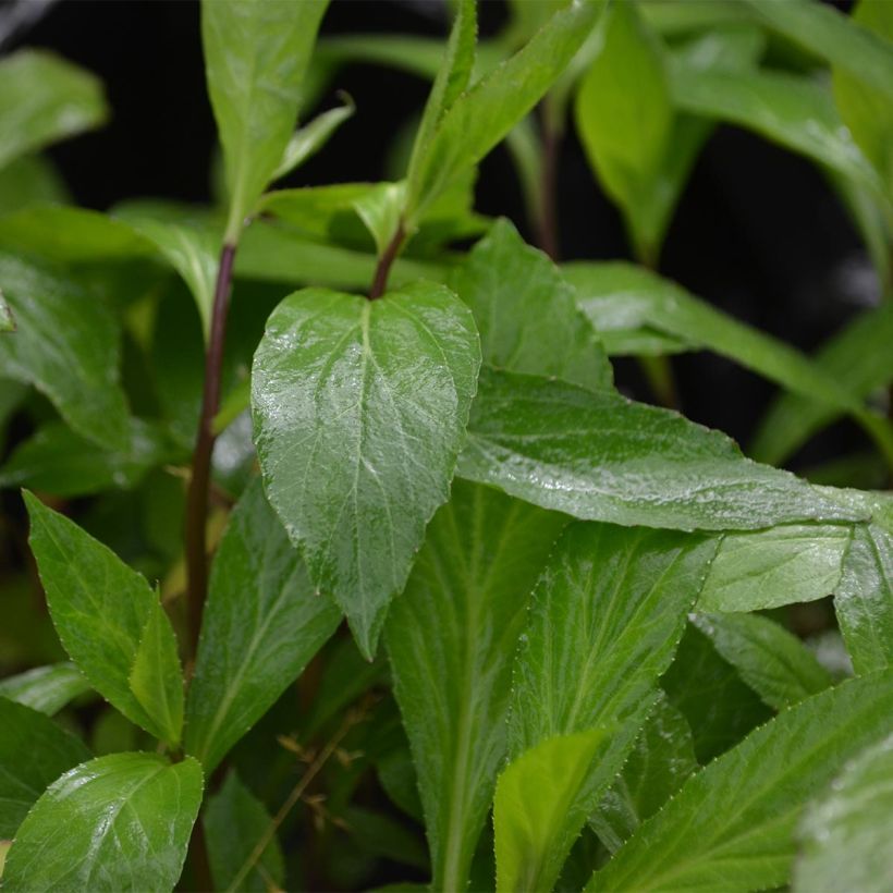 Lobelia Vedrariensis (Foliage)