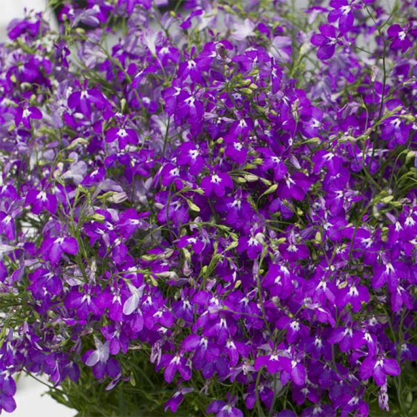 Lobelia Purple Star (Flowering)