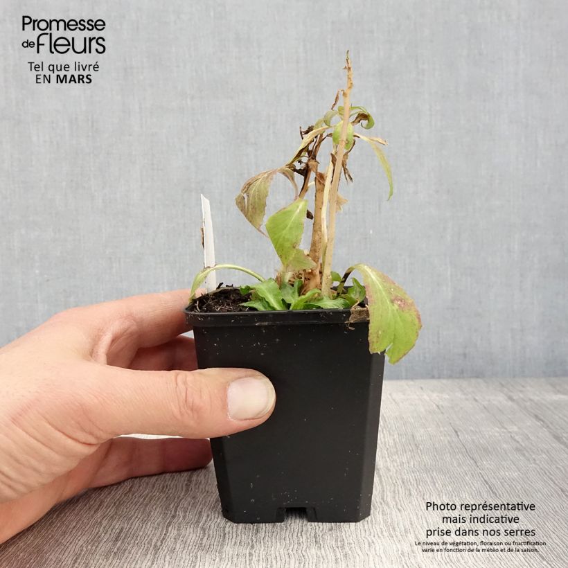 Lobelia siphilitica Vasetto da 8/9 cm esemplare consegnato in primavera