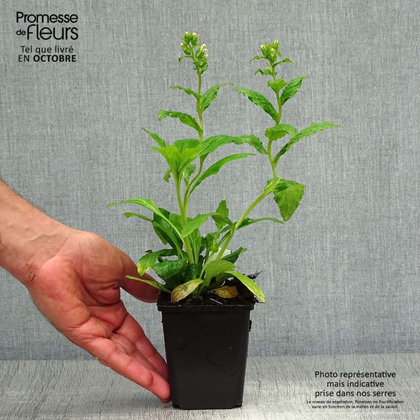 Esemplare di Lobelia siphilitica Vasetto da 8/9 cm come consegnato in autunno