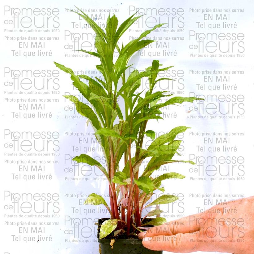 Example of Lobelia Fan burgundy Vasetto da 8/9 cm as you get