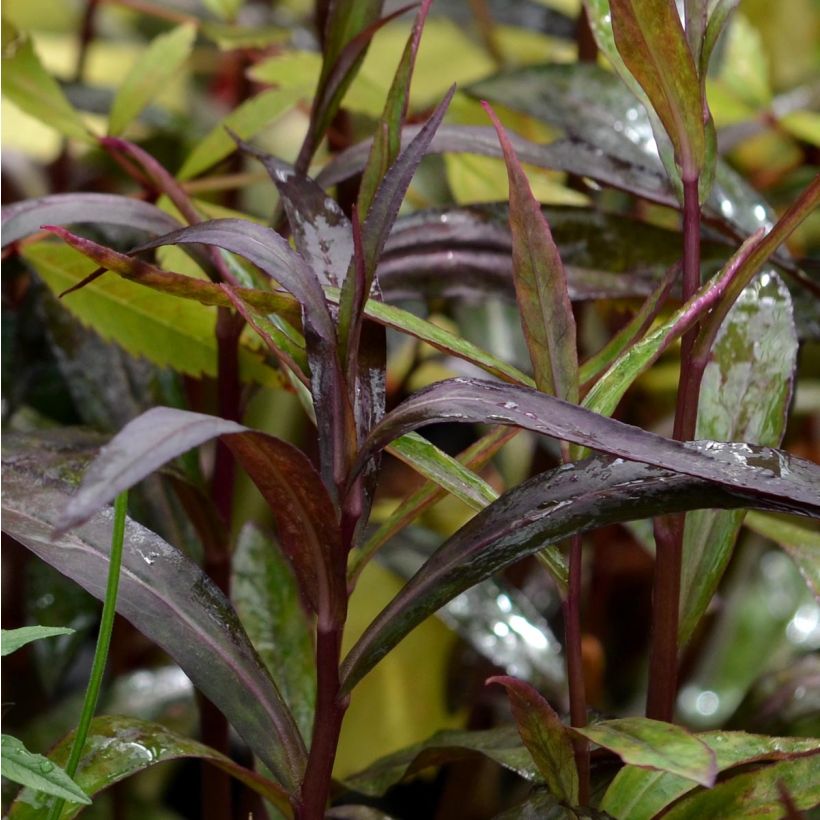 Lobelia Russian Princess (Foliage)