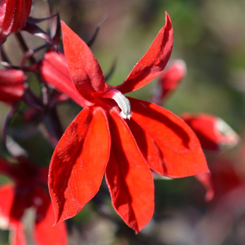 Lobelia Starship Scarlet (Flowering)