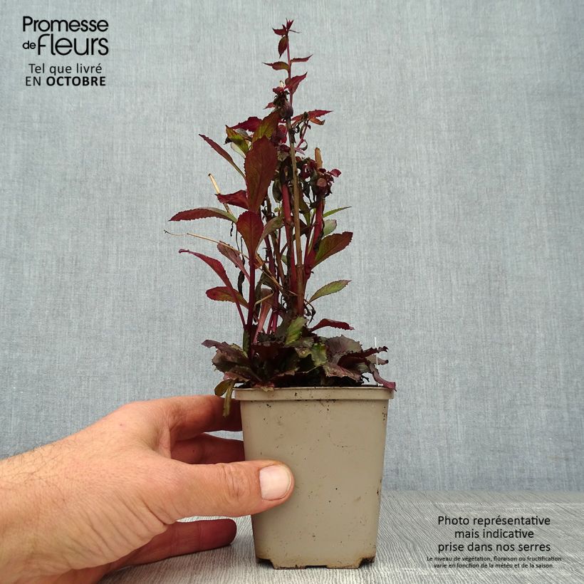 Esemplare di Lobelia speciosa Starship Scarlet Godet de 8/9 cm come consegnato in autunno