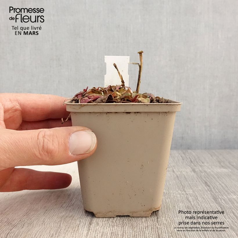 Example of Lobelia Starship Scarlet Vasetto da 8/9 cm as you get in printemps