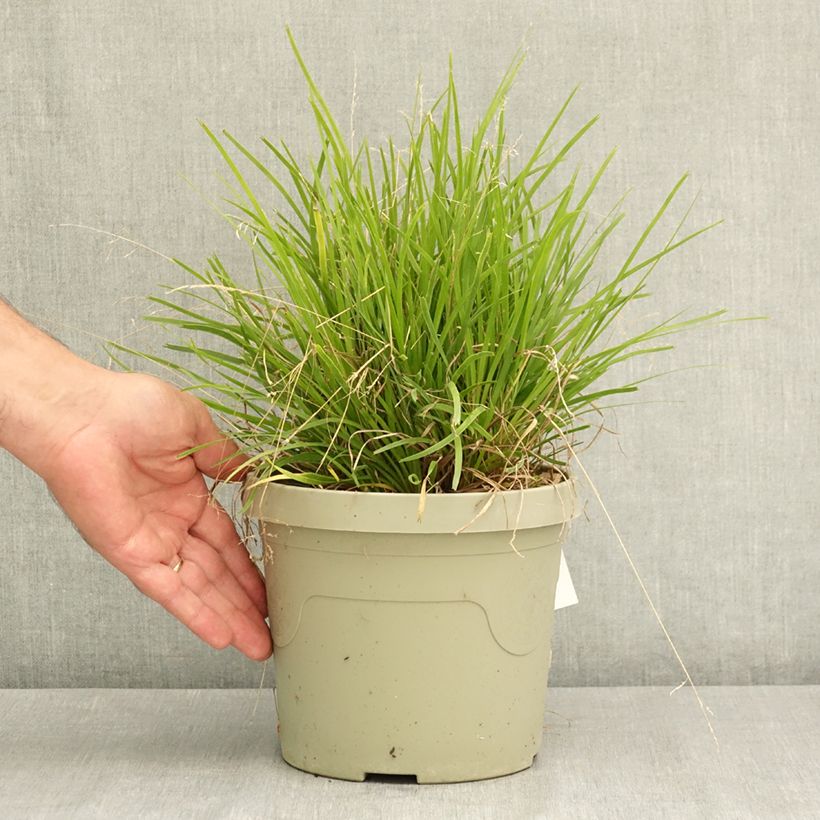 Esemplare di Lomandra longifolia Miner's Gold Vaso da 3L/4L consegnato in estate